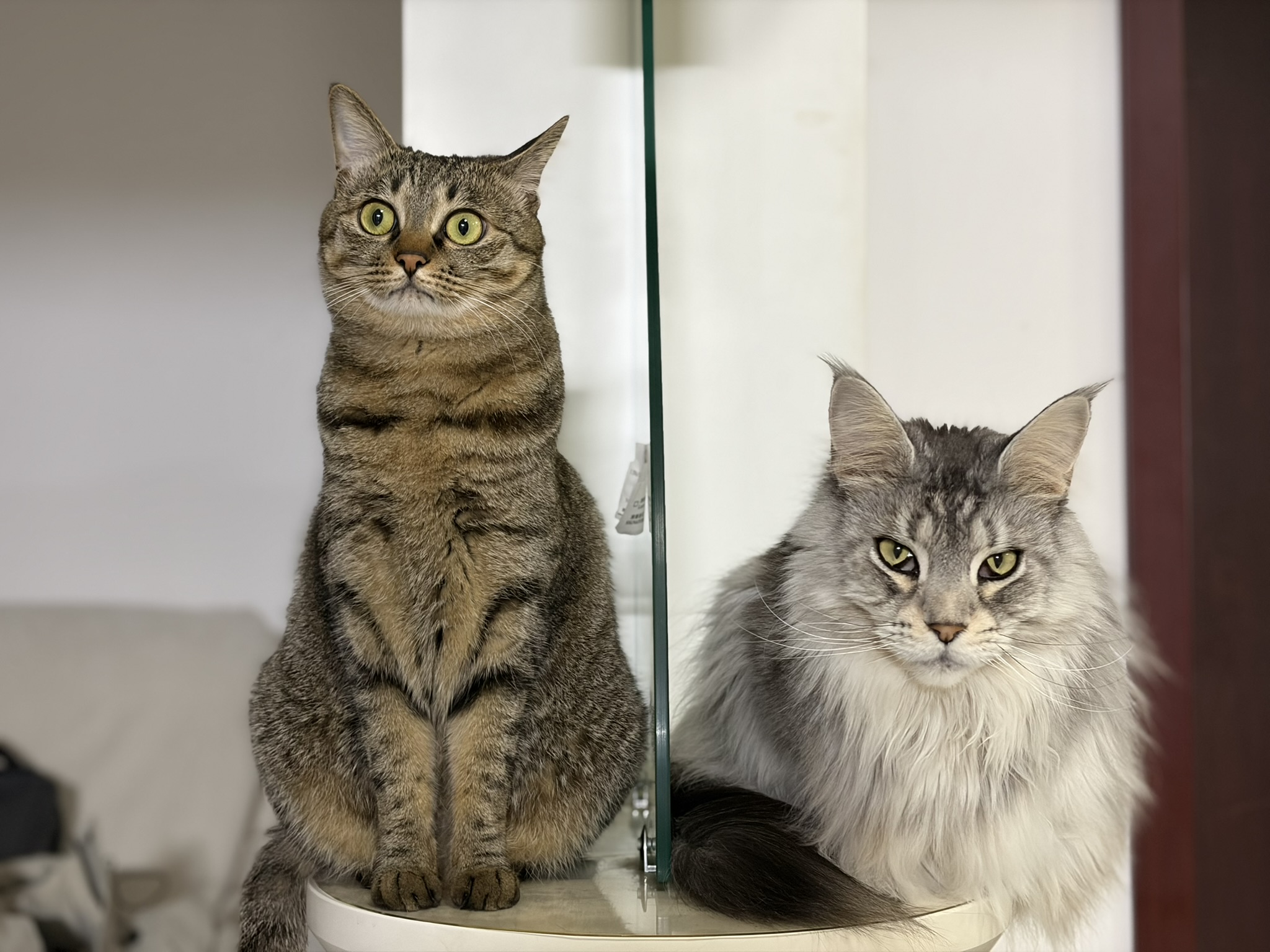 阿狸和Ori，2026年1月25日